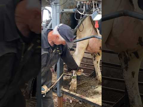 Cow getting ready for hoof trimming