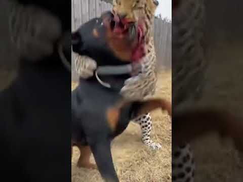 SAVAGE! Rottweiler Won't Let Go of Leopard's Face! ๐ฑ #shorts