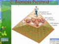 Food Chains and Ecological Pyramids