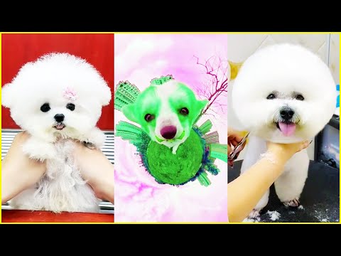 The Cutest Mini Pomeranians in the World 😍 Chó Phốc Sóc Mini Dễ Thương Nhất Thế Giới 🐾 #591