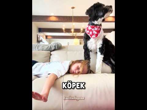 Köpeği Onun Hayatını Kurtardı ❤️🐾 #shorts