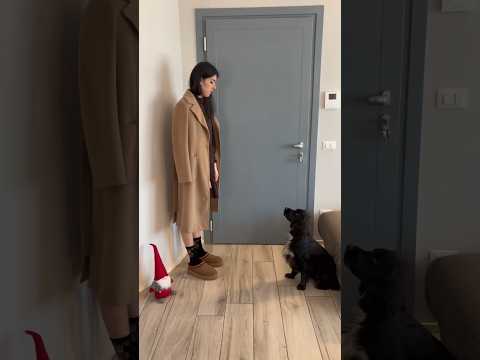 E voi vorreste iL vostro CANE in AEREO VICINO a VOI? #shorts #canedivertente #funny