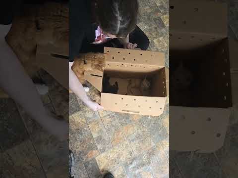 He was not happy to see the suprize we had for him XD #cat #kitty #kitten #funnycats @rowdyratman