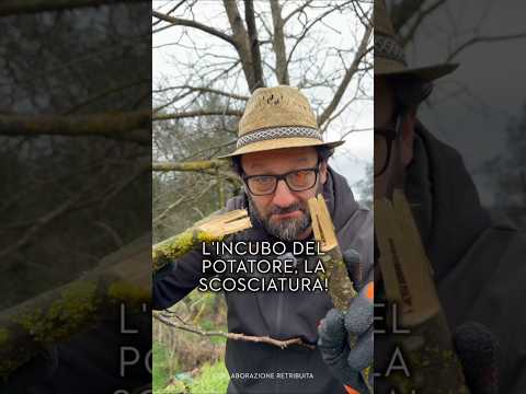 Attenzione alla SCOSCIATURA! Ecco come POTARE rami grandi in modo sicuro #potatura #ortodacoltivare