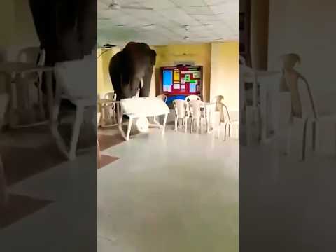 Wild Elephant went inside a Military Mess?? #shorts #video