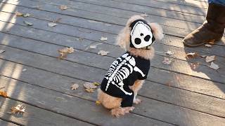 Dawg Pound Dan's Trick or Treat