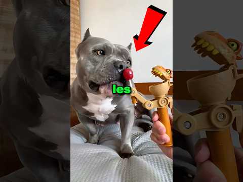 Nunca les compres juguetes a tus perros ๐ฑ๐ณ #shorts