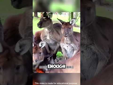 Hunter’s Genius Disguise Outsmarts Bold Kangaroos! #shorts #viralvideo
