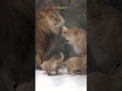 ママの護衛隊🪄🐱🐱🐱旭山動物園ライオン🛡️Cubs are moms' allies.#shorts  #lion #cubs