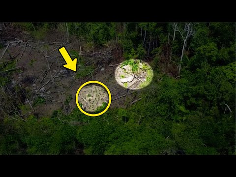 Drone spot geïsoleerde stam in de jungle. Komt dichterbij en legt vast wat niemand had mogen zien!