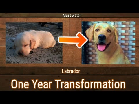 Labrador Dog One year transformation // From one day to one year // Cute dog