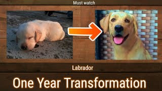 Labrador Dog One year transformation // From one day to one year // Cute dog