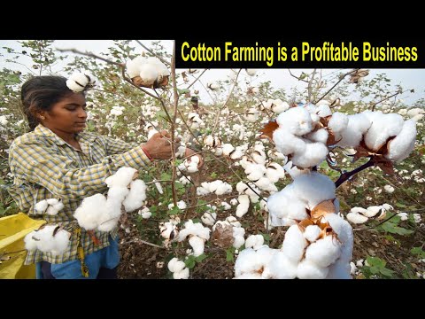 Cotton Farming - How to Start a Business Cotton Farm - Modern Farming Business - How to Grow Cotton