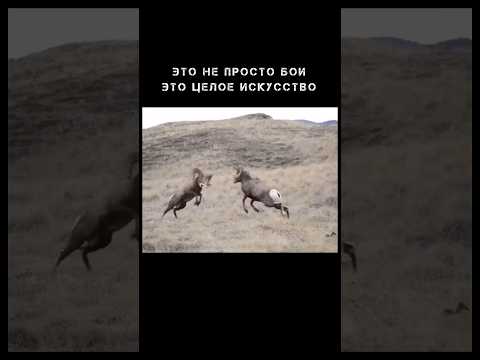 Бараньи бои — это искусство