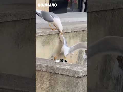 burung jago akting