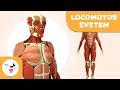 Exploring the Human Body: Bones and Muscles