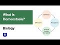 Homeostasis Concepts and Mechanisms