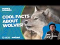 Wolves and Coyotes: Key Concepts