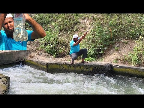 Unbelievable Pathanfish fishing"Village Fisher Man Secret Techniques|Patanfish and Baamfish catching