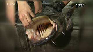 Úlovek osmi neobvykle velkých sumců (1997)