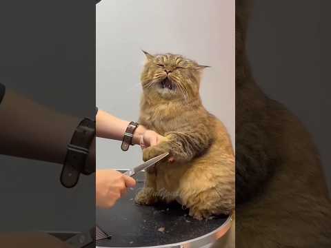 Funny and cute cats kittens🐱🐱