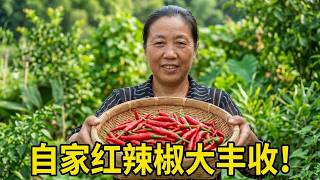 地里自种的辣椒红透满枝头！幺妈手脚麻利摘满一筐，回家做香辣农家下饭菜，开胃下饭全家抢着吃！#我的乡村生活 #美丽的乡村风景 #农家菜