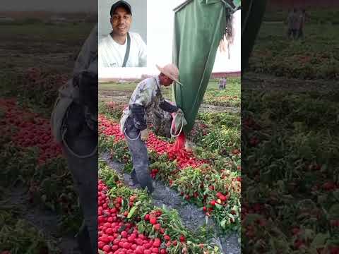 মানুষ ছাড়া গাড়ি লোড হচ্ছে