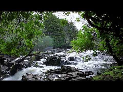 1hr. Relaxing Forest Birdsong & Waterfall Nature Sounds for Sleeping - Calm Birds Chirping Sound