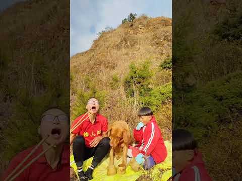 Dog Life Let's have some funThree rural areas