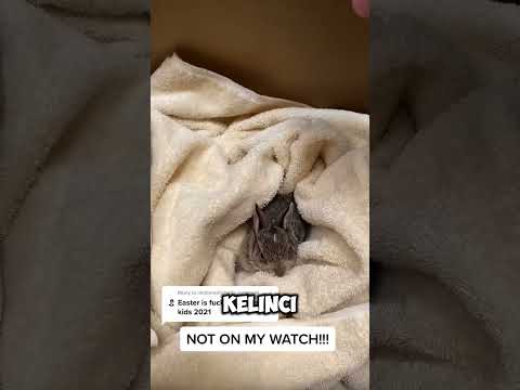 DIA SALAH SATU DARI SEKIAN BANYAK PAHLAWAN! #viralvideo #rabbit #hiburan