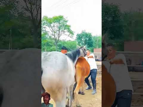 #horse #mohanokortroop #animals #horselover #equestrian #horseriding #horseridind #foodhumor #horsel