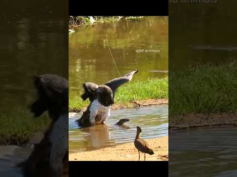 Driver #eagle Vs #MonitorLizard wildlife #Bird #snake #hawk #owl #ferret #chicken #goose #tawnyowl