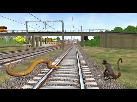 Anaconda & monkey crying train -funny video