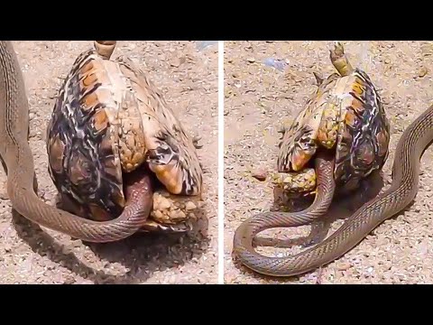 ЖЫЛАННЫҢ СОҢҒЫ ҚАТЕЛІГІ | Тасбақалардың шабуылдары