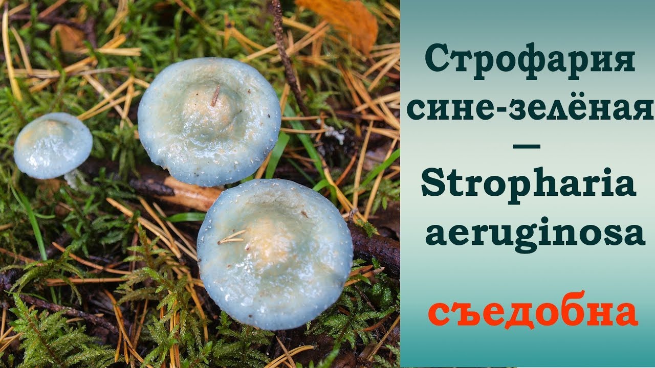 Строфария сине-зелёная - съедобна после отваривания