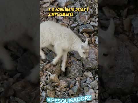 🐻💀 URSO SE DÁ MAL TENTANDO PEGAR UMA CABRA DA MONTANHA 🐐⛰️ #cabra #urso #montanha #animaisselvagens