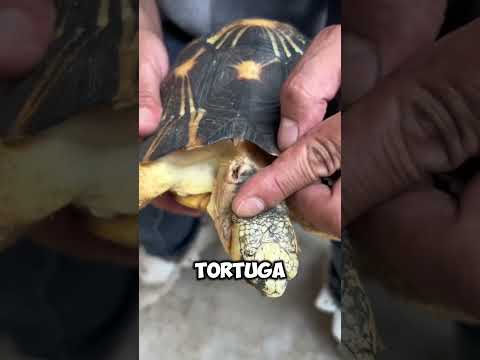 ¡Rescate de Tortuga! Cortando el Filo Peligroso del Caparazón 🐢🔧 #shorts