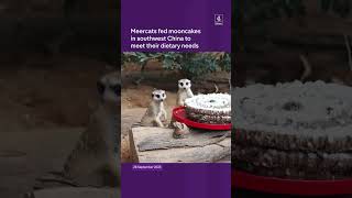 Meercats fed mooncakes in southwest China