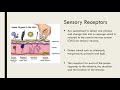 Reflex Actions and Nervous System