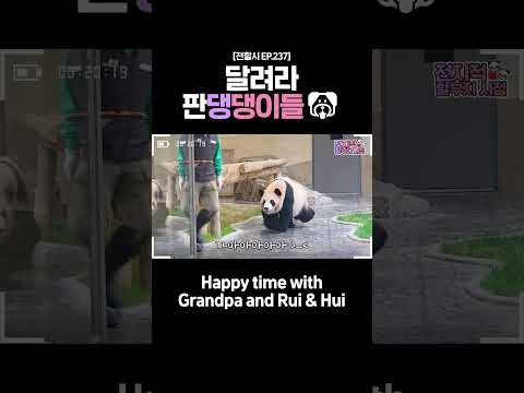 할부지 따라 뚱땅뚱땅🎶 #루이바오 #후이바오