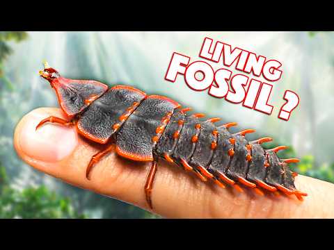 Prehistoric Creature FOUND ALIVE! (Trilobite Beetle)