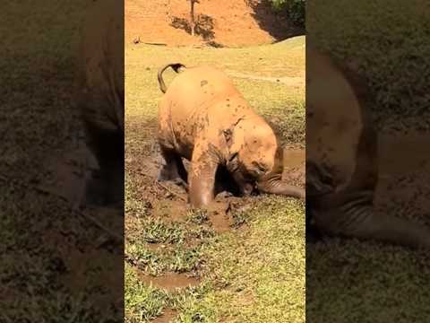 Adorable Baby Elephant Playing in Mud with Mother Watching 🐘🤣|| #shots #elephant #babyelephant