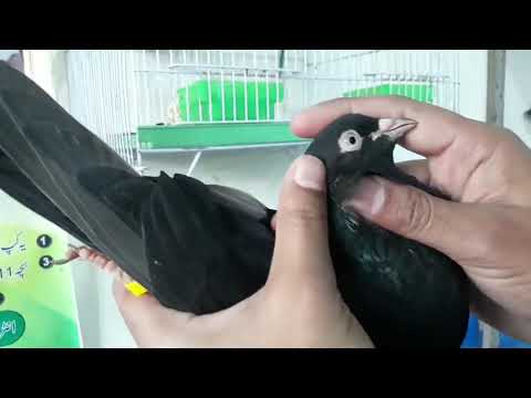 High flyer pigeons collection P3