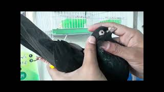 High flyer pigeons collection P3