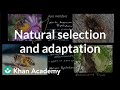 Natural Selection and Adaptation in Evolution