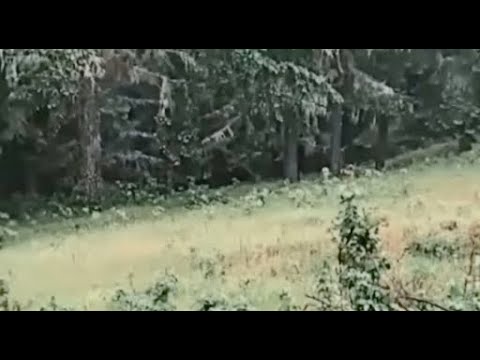 THE BEST BIGFOOT SIGHTING EVER!! THIS INTENSE FOOTAGE WILL MAKE ANYONE A BELIEVER!!