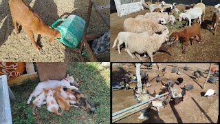 دخلوا تشوفوا كيفاش كانداوي الدجاج ديال المزرعه