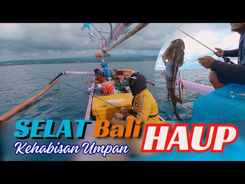 HAUP. Kehabisan Umpan, Terpaksa Pulang, Spot Selat Bali Penuh Sensasi - #mancing #fishing