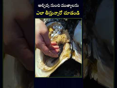 ముత్యాల తయారీ ప్రక్రియ- The process of pearl collection #oysters #pearlswork #global #globalnews