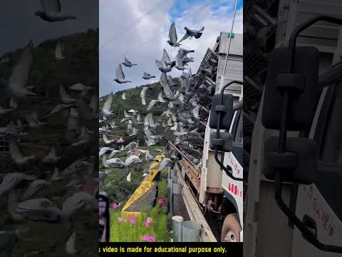 Pigeons farming china #shorts#pigeon #farming #pigeons #viral #youtubeshorts #kabootar